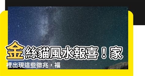 金絲貓風水|【金絲貓風水】金絲貓風水報喜！家裡出現這些徵兆，。